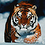 tigerism